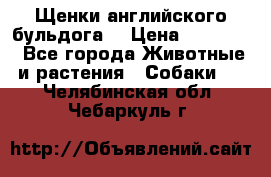 Щенки английского бульдога  › Цена ­ 60 000 - Все города Животные и растения » Собаки   . Челябинская обл.,Чебаркуль г.